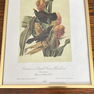 Audubon Page Print Framed
